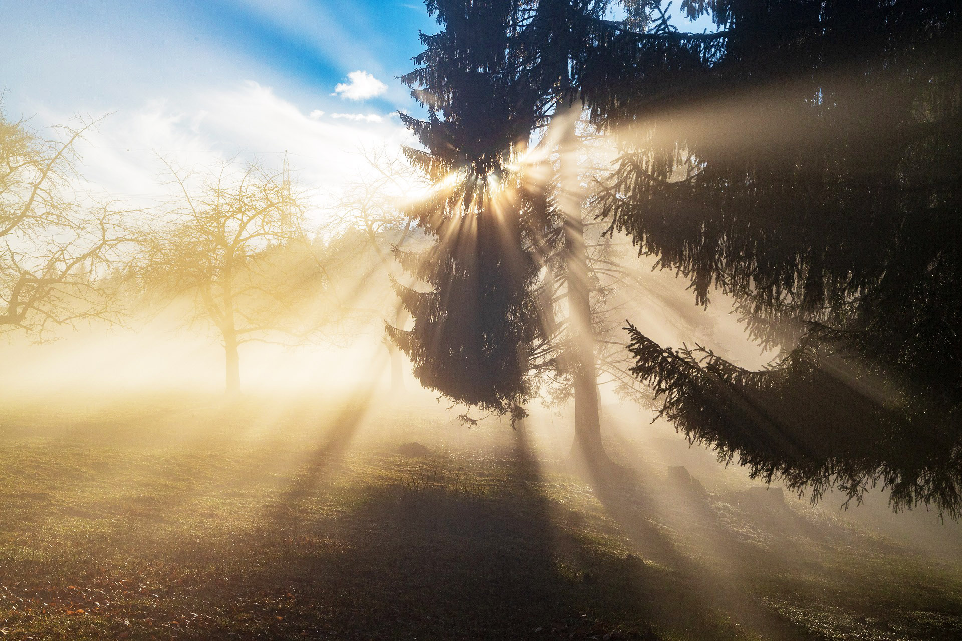 Morgensonne durchbricht den Nebel in einem Wald, wo Lichtstrahlen durch die Baumkronen fallen und ein friedliches, natürliches Ambiente schaffen.